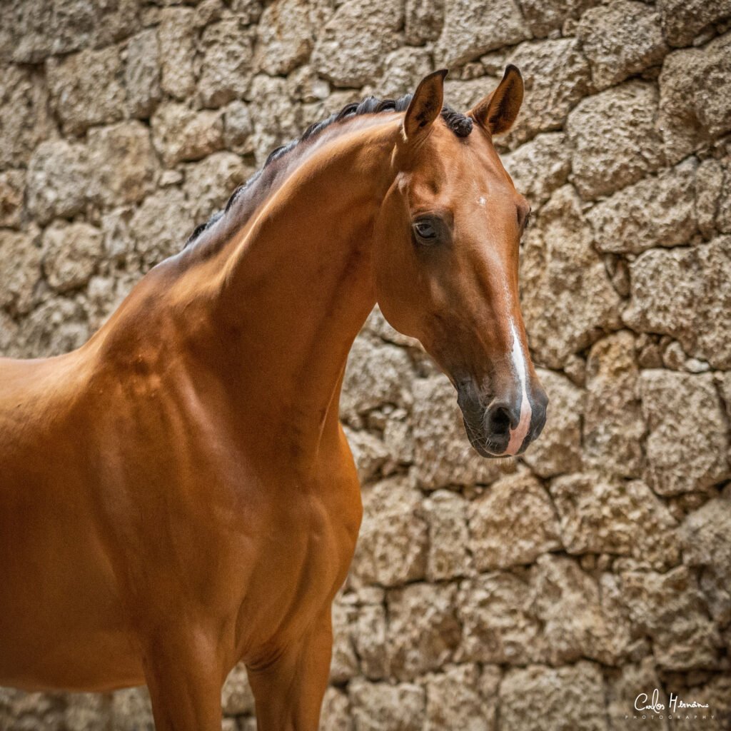 5 Essential Tips for Choosing the Perfect Dressage Horse