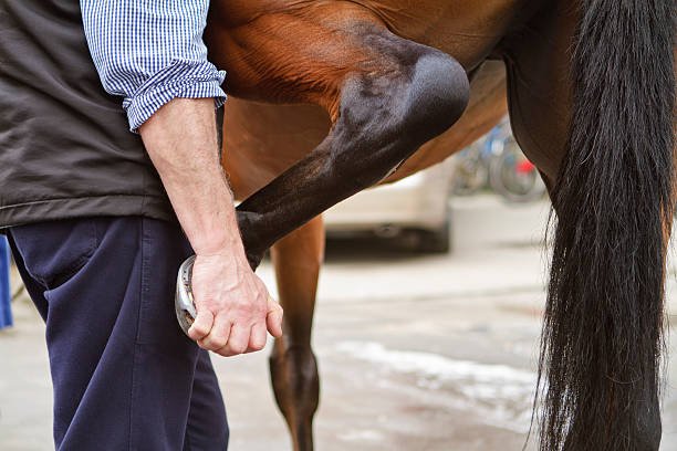 The Importance of Regular Vet Check-Ups for Dressage Horses