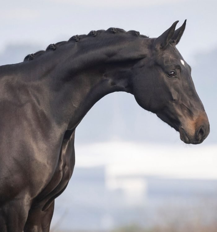 CoudelariaVilaNovaHorseForSale2024byCarlosHernani-3107