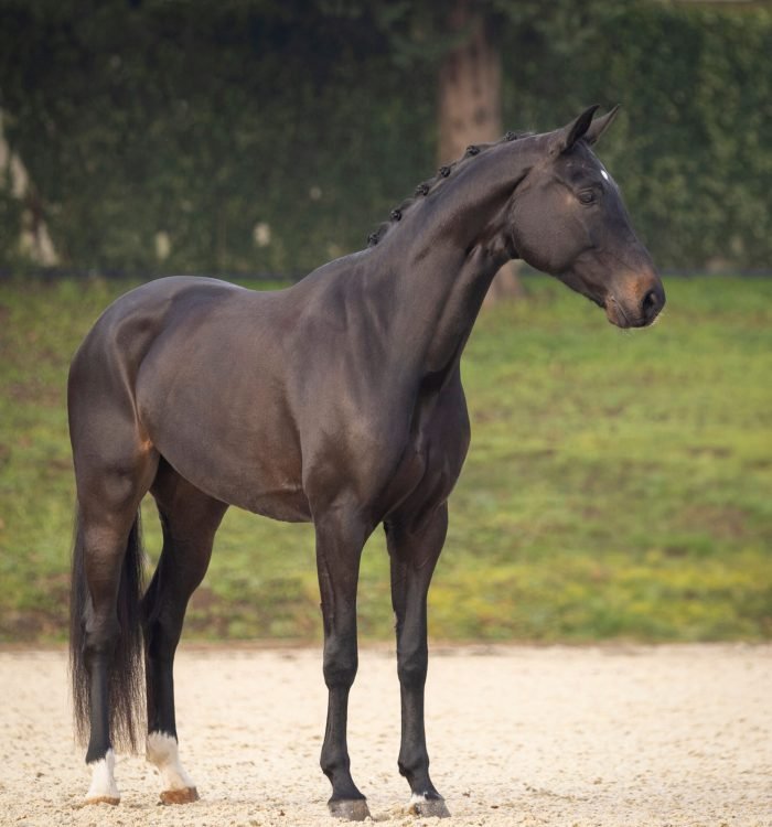 CoudelariaVilaNovaHorseForSale2024byCarlosHernani-3253