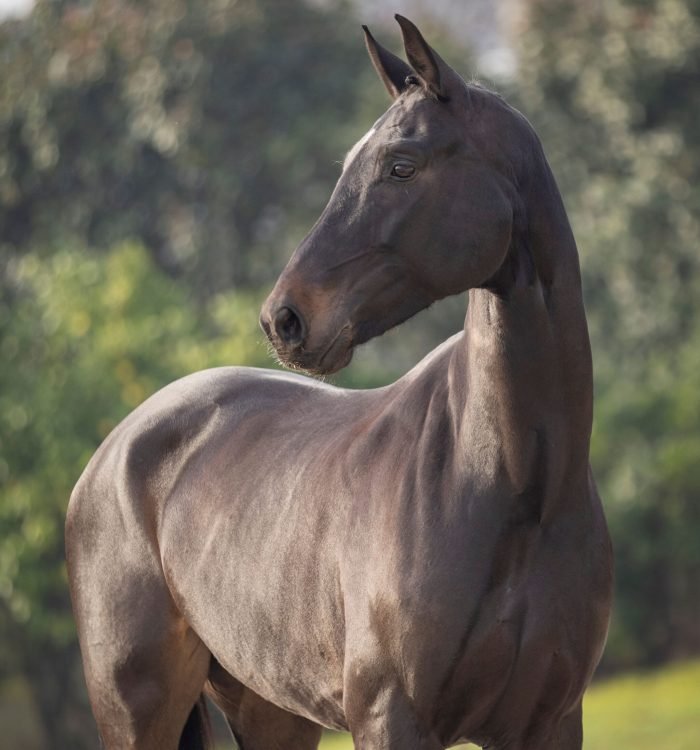 CoudelariaVilaNovaHorseForSale2024byCarlosHernani-3456